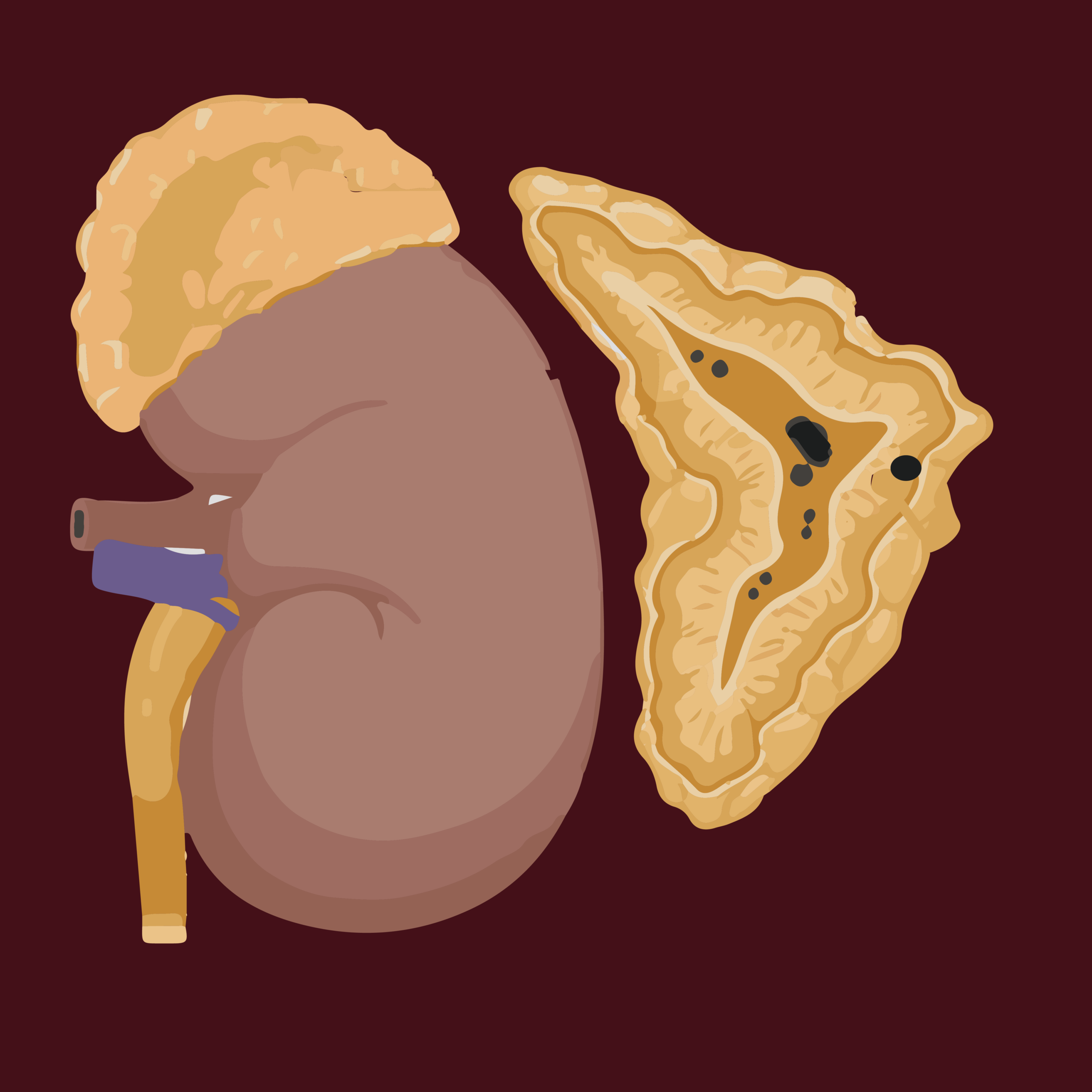 Adrenal gland
