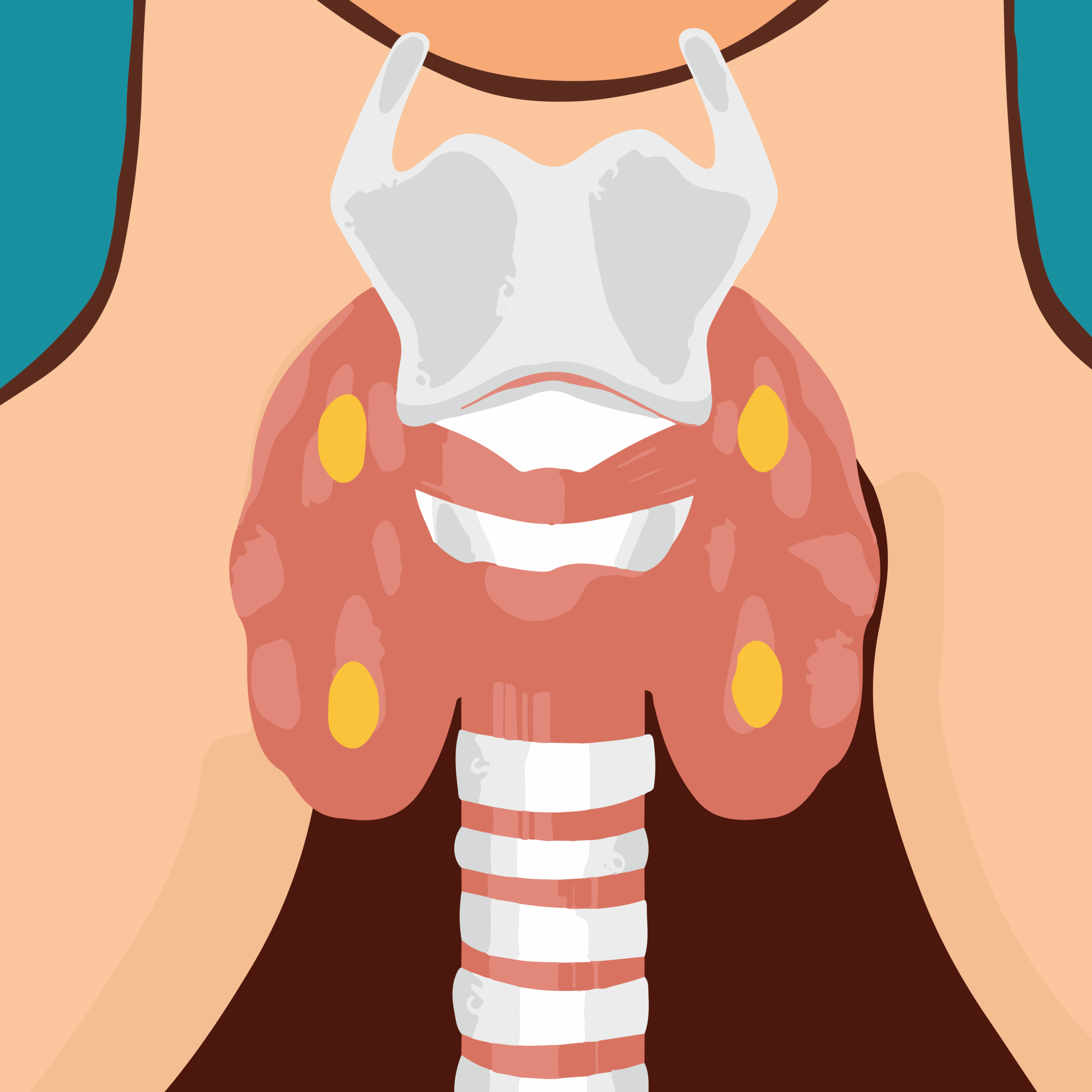 Parathyroid glands