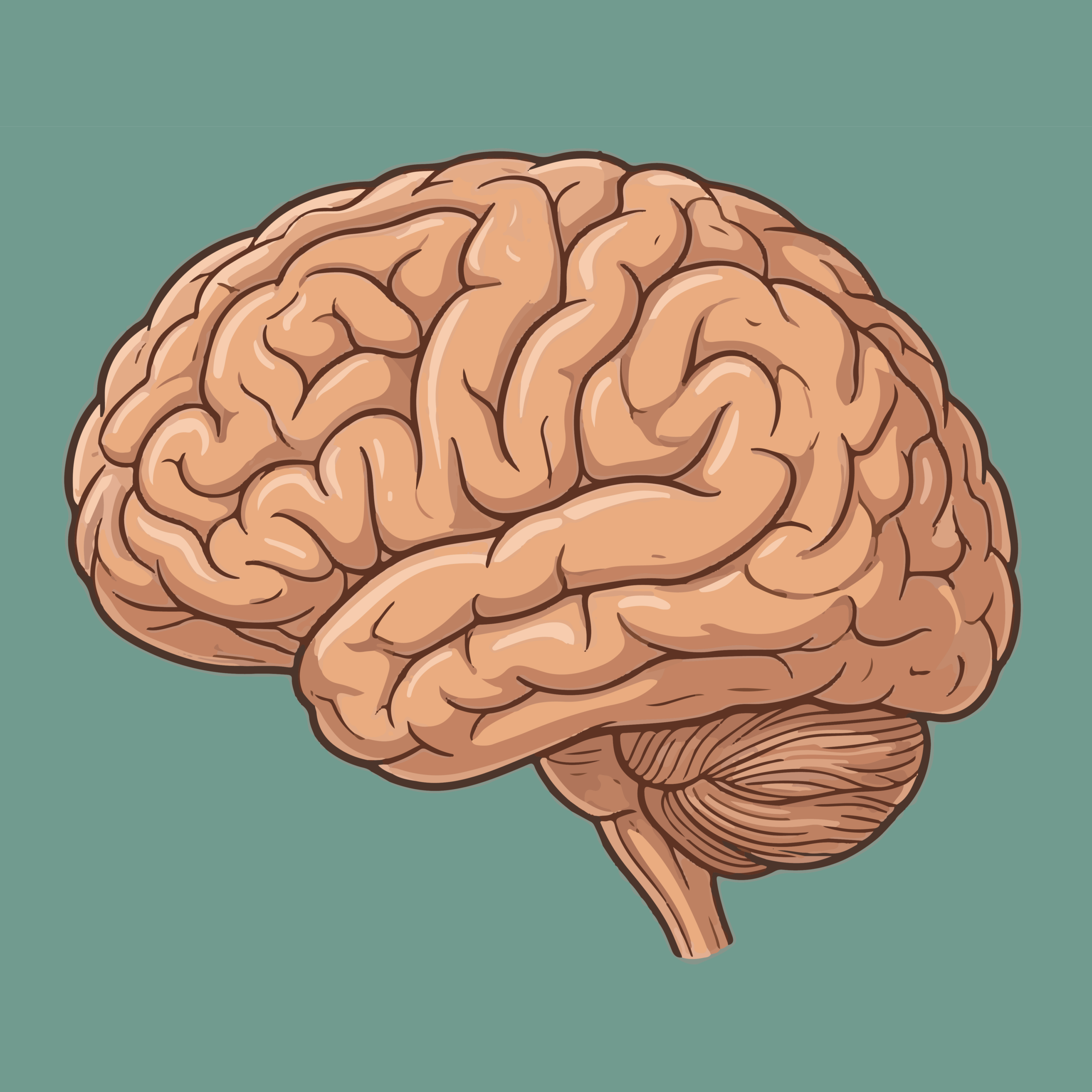 Brain