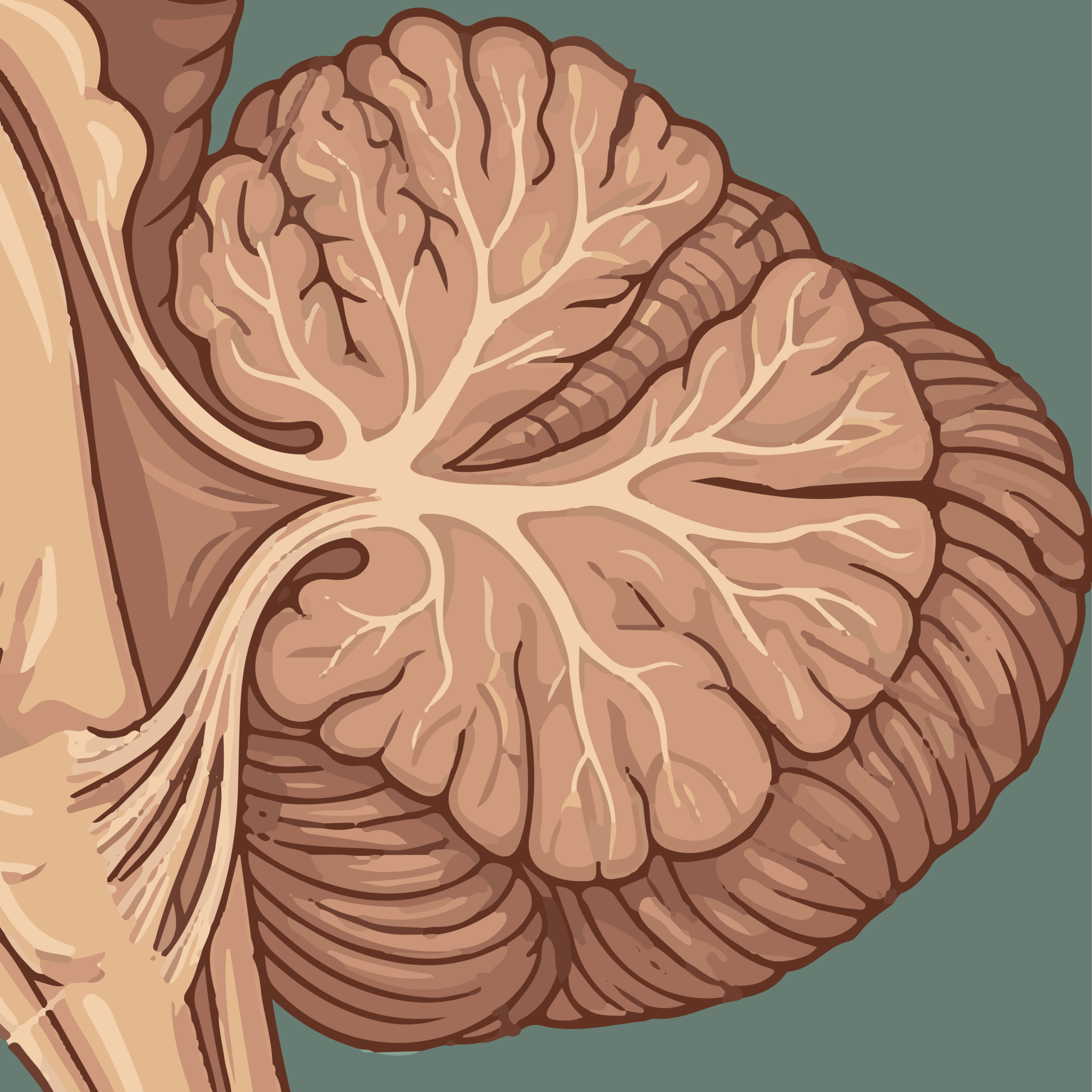 Cerebellum