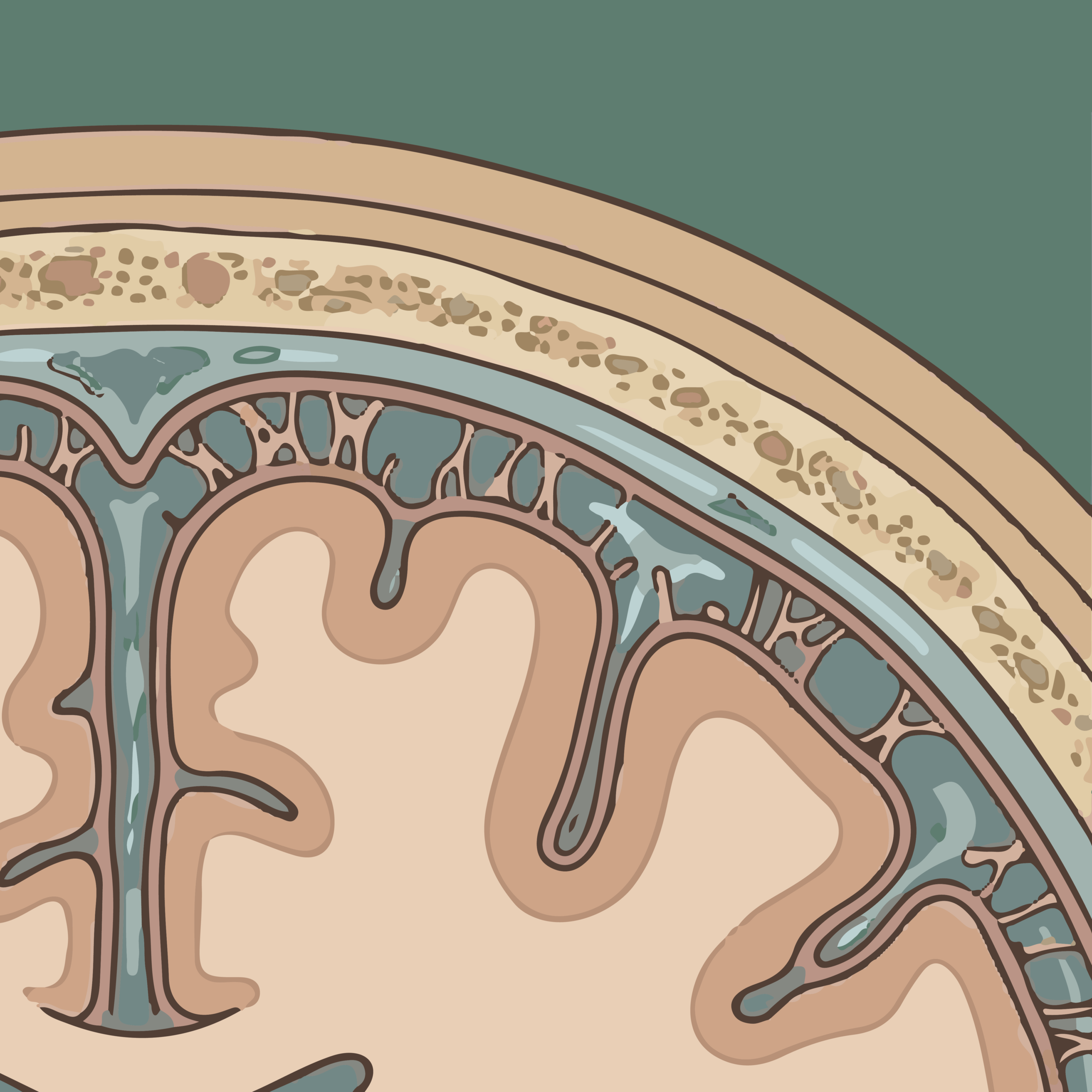 Meninges