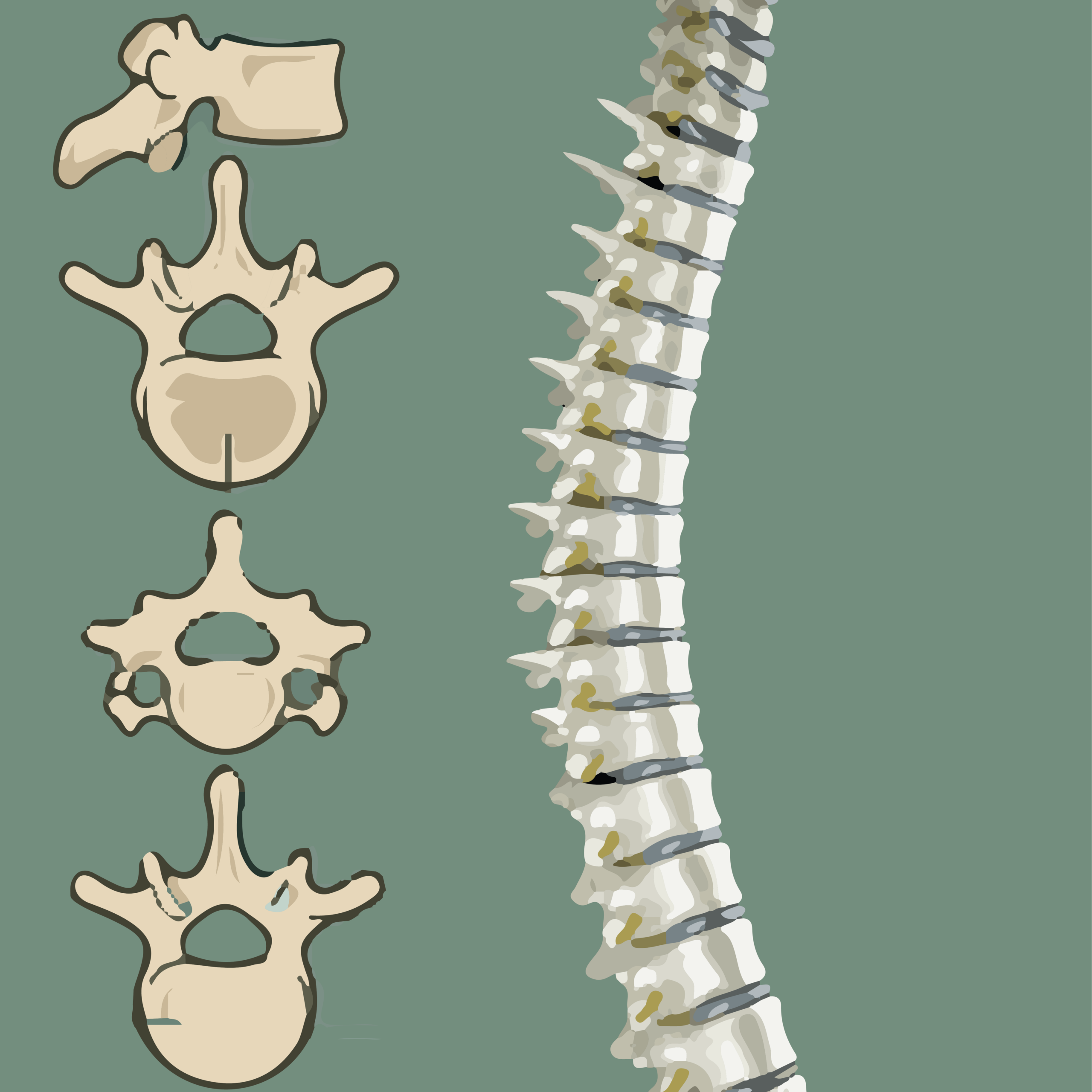 Spinal cord
