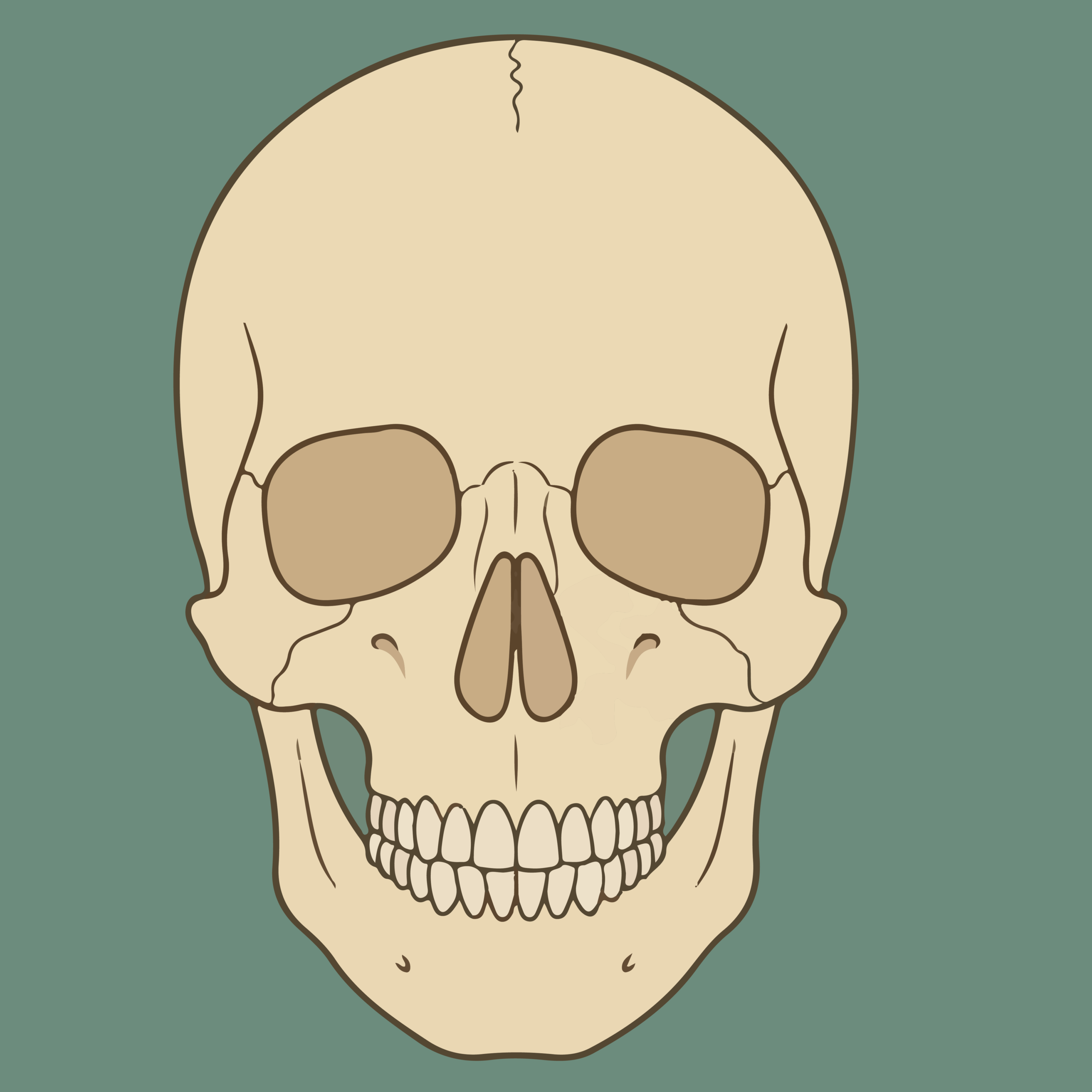 Skull